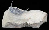 Spiny Leonaspis Trilobite - Foum Zguid, Morocco #40150-1